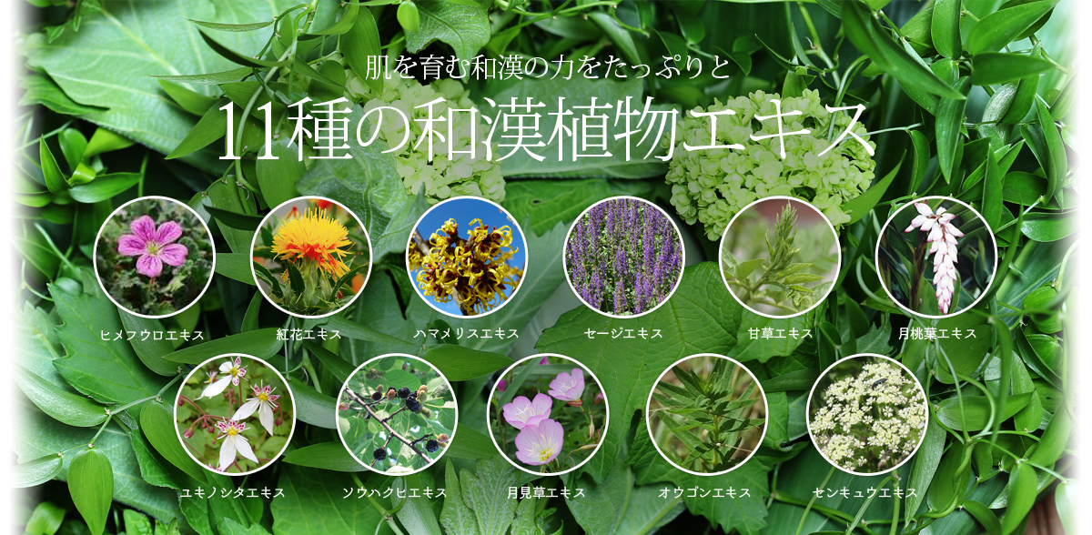 11種の和漢植物エキス
